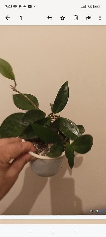 ev gulleri ve adları: Otaq bitkiləri kolleksiyası – şirəli və asan qulluq tələb edən növlər — 4