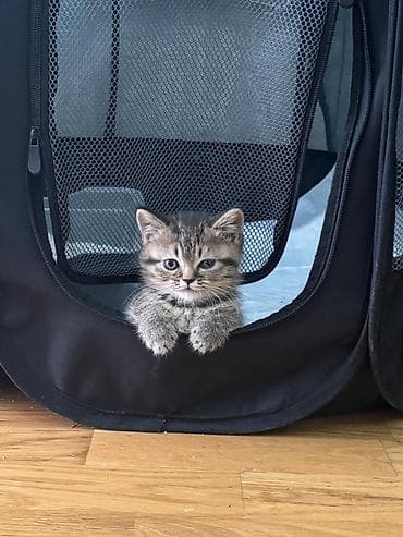 Digər heyvanlar: Şinşilla, Dişi, Yaxşı əllərə, Pulsuz çatdırılma — 5