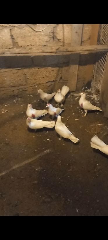 su qabi satisi: Salam 9 dene qusdun icinde tutulmada var ucan quwda var hamsim goturen — 3