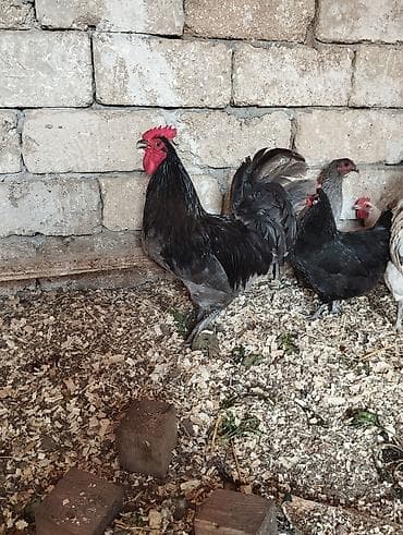10 ayliq avstrolop xoruzu satılır. 3 kilodan çox çəkisi var. vaksin lalafo.az -da 10 ayliq avstrolop xoruzu satılır. 3 kilodan çox çəkisi var. vaksin