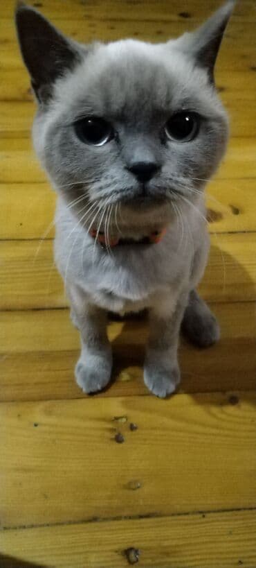 pişik latoku: Britan, Dişi — 3