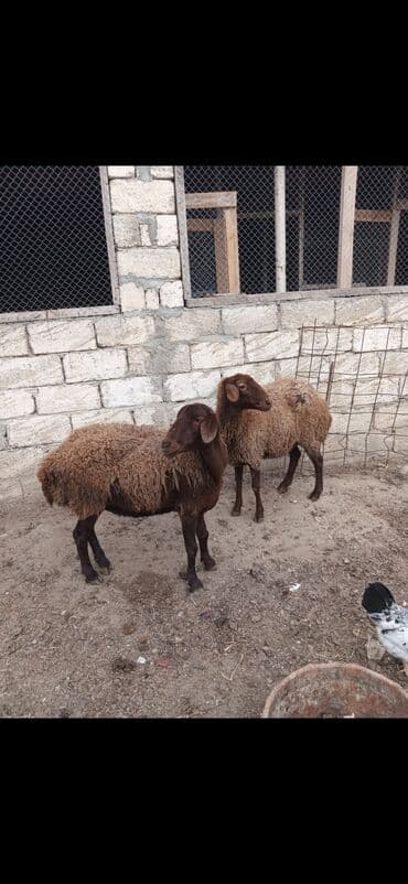 Məhsul: 2 ədəd yerli qoyun (qəhvəyi rəngli) Xüsusiyyətlər: - Cins