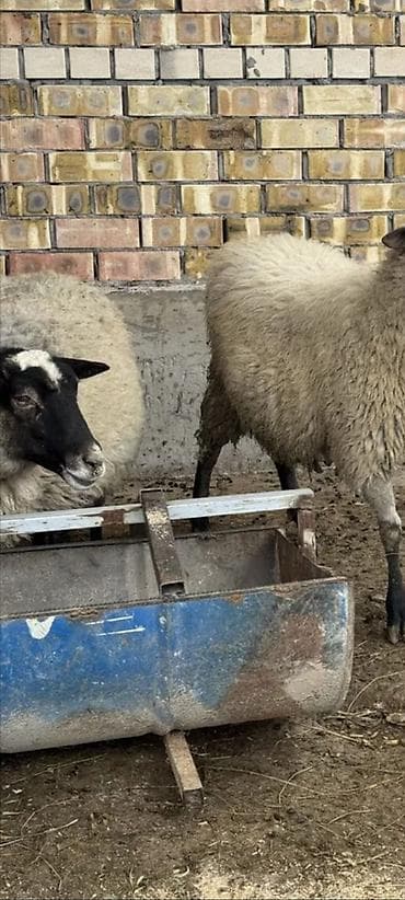 Erkək, Romanov, il: 1