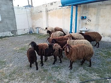 dişi labrador: Dişi, Qala, il: 1, 50 kq, Damazlıq, Ünvandan götürmə — 5