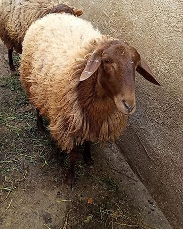 Qoyun Qala qoyunu qırmızı 650 azn barterde var 2 dişi quzu ilə lalafo.az -da Qoyun Qala qoyunu qırmızı 650 azn barterde var 2 dişi quzu ilə