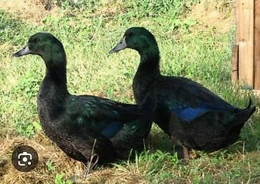 Cayuga ördəkləri – dekorativ və təsərrüfat üçün ideal cins salam hər