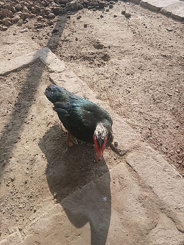 ruan ordək: Cüt kayuqa yummurtuya düşüblər . 1 ədəd lal ördək — 2