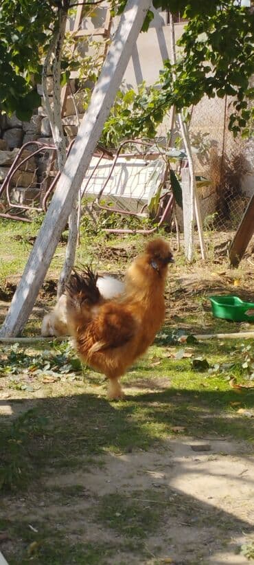 gence toyuq cuce: Toyuq, Damazlıq — 2