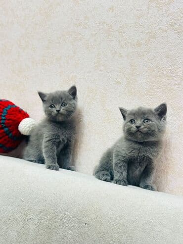 at balasi satilir: 100 ile 400 arasi cins saf qan saqlam pisiklerimiz var sekilde olmayan — 2