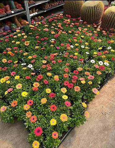 Çöl bitkiləri: Payızgülü (Chrysanthemum coronarium) – dekorativ, yeməli yarpaqlı və — 6