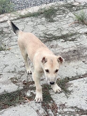 тибетский мастиф цена в баку: 3 ay, Dişi — 6