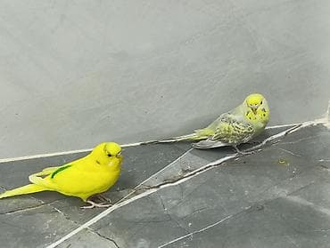 tutuquşu cex: Məhsul: Dalmatin və parlaq sarı rəngli cüt dalğalı tutuquşu (nimfa — 2