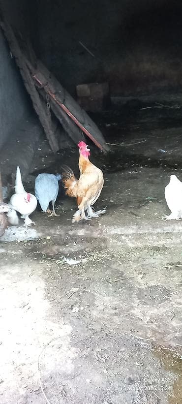 akvarium qiymetleri: 5 aylıq Təmiz,cır yaponkalar.Unvan Lənkəran Bakıya 20yanvara və bəzi — 1