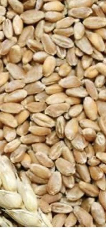 ARPA SATISI. kılosu 30-35 qepıy arası 4-5 ton arasıdı arpa