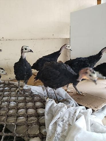 cins buzovlar: Hinduşka cücələri – qara lələklər, açıq rəngli baş və dimdik — 2