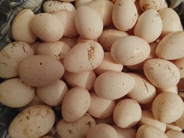 Amerikan bronz .Ağ hinduşka yumurtası 1 ədeti .1.50q 100ədet