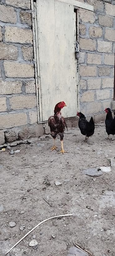 ucuz pişiklər: Məhsul: Xoruz (aşil/oyun tipi, uzun ayaqlı) Təsvir: - Rəng — 3