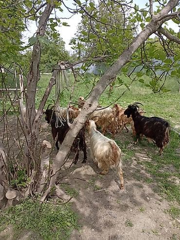 sanen kecileri: Salam 7 ana 7 bala. 3_4 qarin doğmuş keçilərdir.real alıcıya yerinde — 4