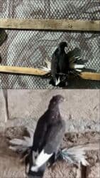 pulsuz it verirem: Göyərçinlər — 1