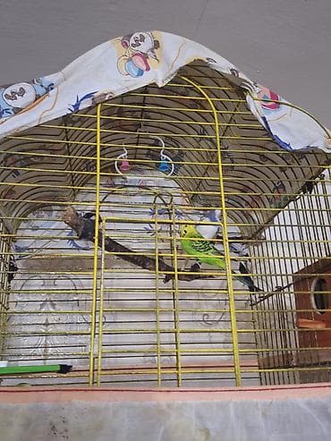 goyercin sekilleri: Seçmə rənglərdə dalmatin və klassik naxışlı seyrək dalğalı (büdcərqar) — 2