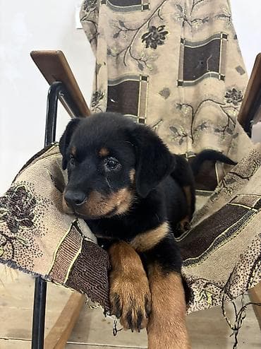 Rotveyler, 2 ay, Dişi