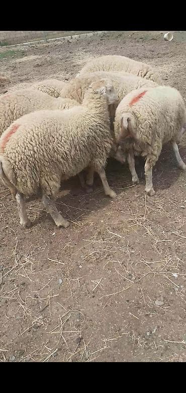 erkey quzu: 8 baş quzu. 5 i erkey, 3 ü dişi. kom 3200, diri çəki ilə 10 manat — 1