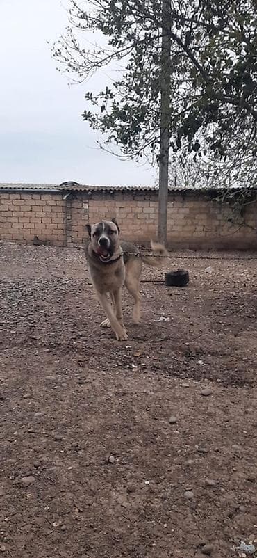 it heyvan: Kanqal, 10 ay, Erkek — 4