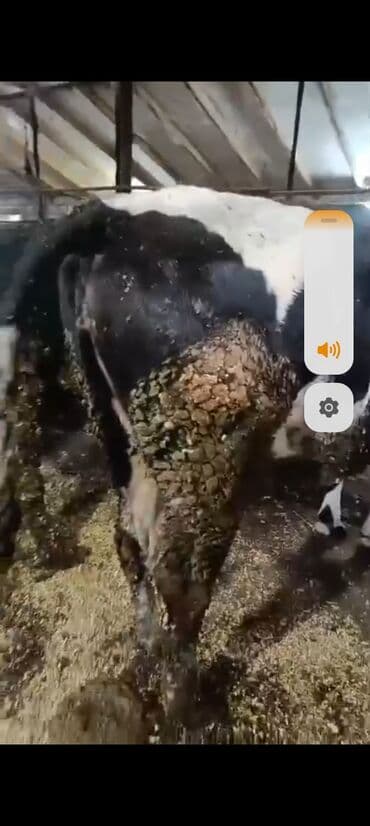 Digər kənd təsərrüfatı heyvanları: Salam aleykum super 2 dene iney diler cüt 6400 diyilir razılaşmaq olar — 10