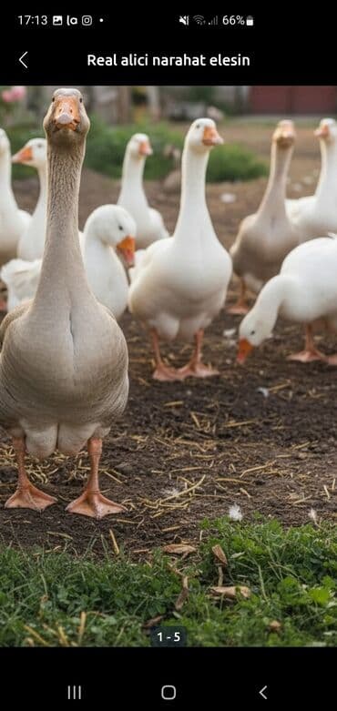 qazlar sumqayıt: Erkək, | Linda, Ətlik — 3