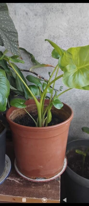 куплю комнатные растения: Məhsul: Otaq gülləri (saksıda) Təsvir: - Şəkillərdə müxtəlif — 13
