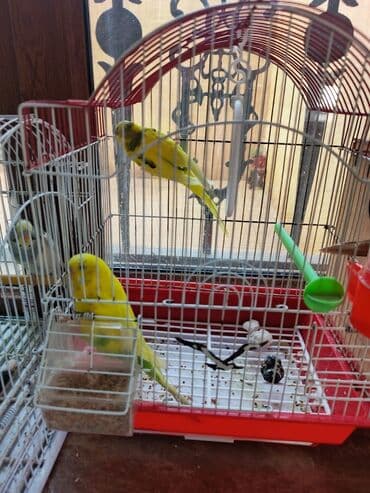 sumqayit qəfəs: Sarı-yaşıl rəngli iki tutuquşu ərkey mayadılar qəfəssiz satılır — 2