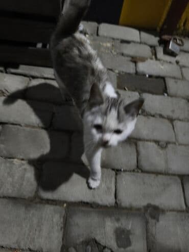 şotlant pisiyi: Dişi — 2