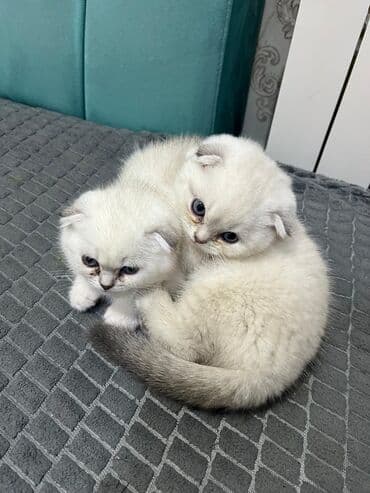 Şotland, Erkək, Dişi, Yaxşı əllərə, Ünvandan götürmə, Rayonlara çatdırılma, Pulsuz çatdırılma