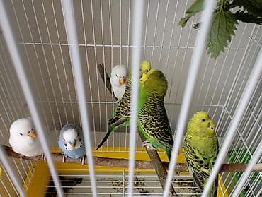 Pişiklər: Tutu quşları satılır — 2