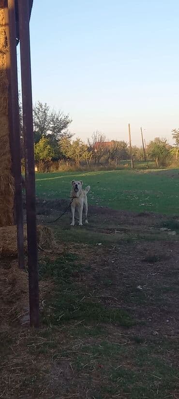 qurbanliq qoyun qiymetleri 2023: Peyvəndli — 4