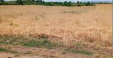 zabratda torpaq satilir: 6 sot, Tikinti, Barter mümkündür, Kupça (Çıxarış) — 2