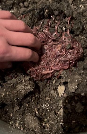 - Qırmızı torpaq qurdları kim isdese elaqe saxlasn