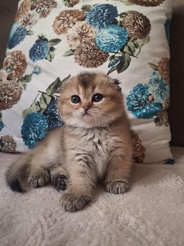 Şotland, Erkək, Yaxşı əllərə, Ünvandan götürmə