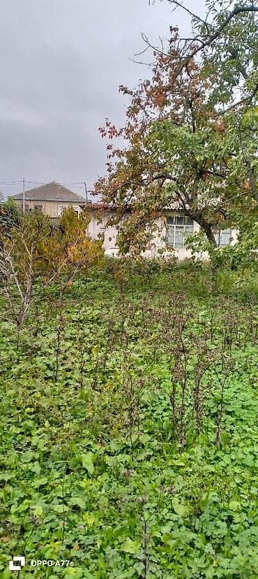 şaftali bagi: 19 sot, Kənd təsərrüfatı, Mülkiyyətçi, Kupça (Çıxarış) — 2