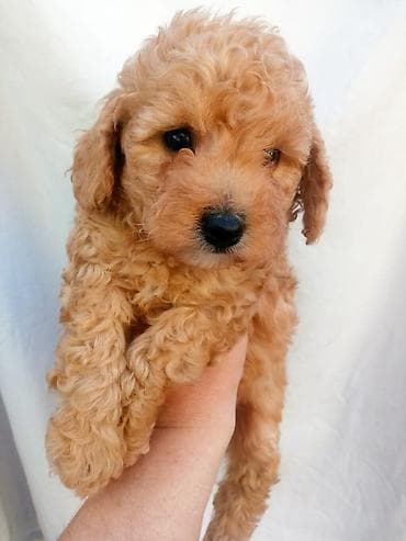 iller: Pudel, 1 ay, Erkek — 5