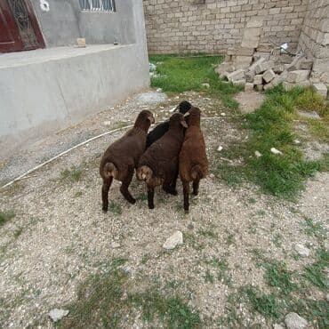 quzu satan: Salam aleykem 4 dene erkey emlik quzum var satq isdiyen buyrsun ünvan — 4