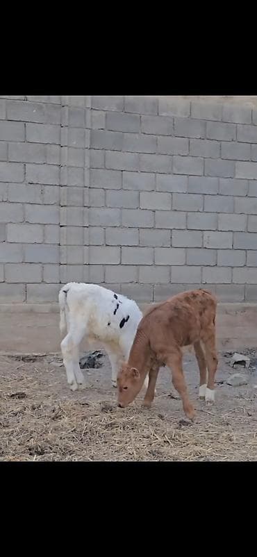 smental dana: Satışda – müxtəlif rəngli heyvan balaları (buzovlar). Xüsusiyyətlər — 4