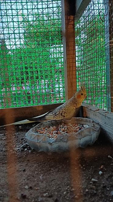 quş şekilleri: Nymph paraket (Cockatiel) – sarı-boz rəngli, yanaqlarında narıncı — 6