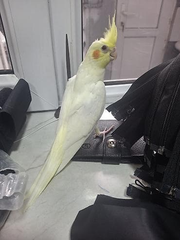 holland lop: Nimfa (Cockatiel) tutuquşu - Rəng: açıq krem-ağ gövdə, sarı toqqa və — 1