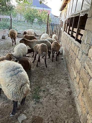 karpat ana arı: Qiymet razilasma yolu ile14 bas heyvandi 8 dene dogar qoyundu — 5
