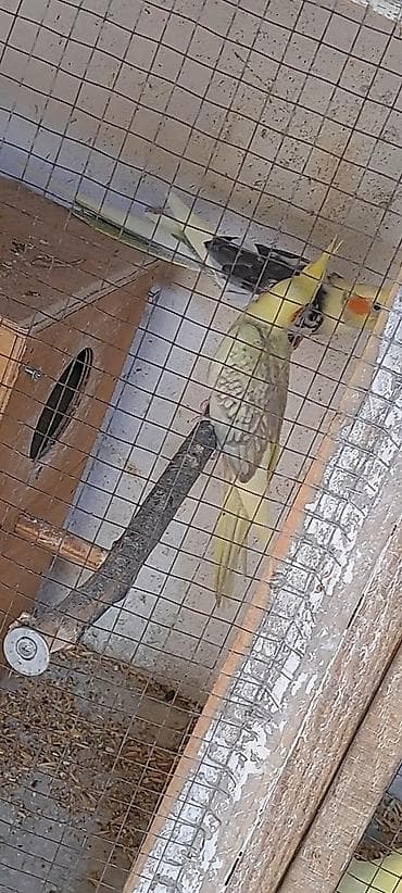 Tutuquşları: Məhsul: Nimfa tutuquşusu (Cockatiel) 3 bala satilir, 2 sari bir #sari — 3