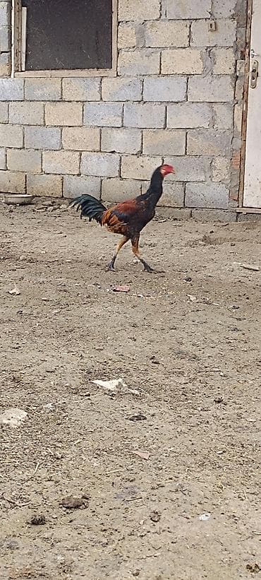 Yemlər: Bu qiymete prastoy xoruz yoxdu hec tecili satilir iyul becesi daş — 2