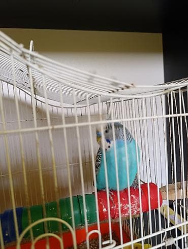 xamyak qefes: 2 ədəd məhəbbət quşları satılır bir fərə bir xoruz qəfəs və yumurta — 4