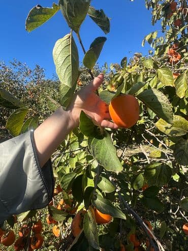 Xurma bağı – ağaclardan təzə yığım - Məhsul: Şirin, iri və ətli xurma