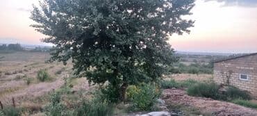 mağaza üçün yer icarəyə götürürəm: Ünvan: Qusar şəhəri Ləyər kəndi (ləzgi ləyər) 1hk 68 sot bağ yeri — 21